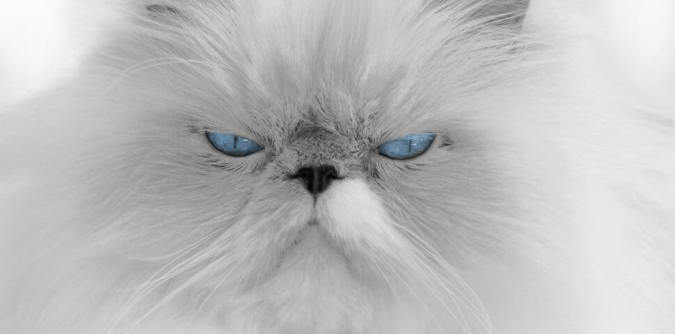 gatto persiano bianco occhi azzurri