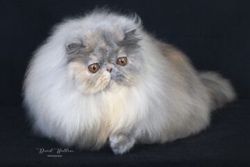 persiano blu crema