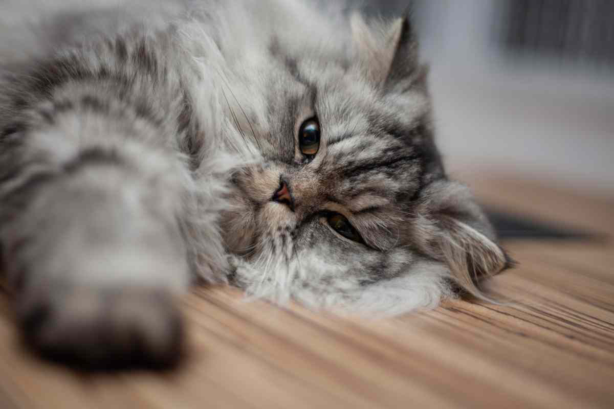 gatto persiano steso