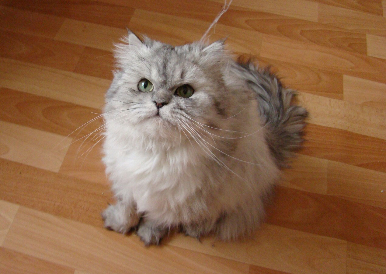 gatto persiano guarda in alto